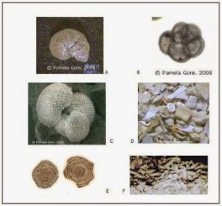 gambar beberapa contoh fosil foraminifera