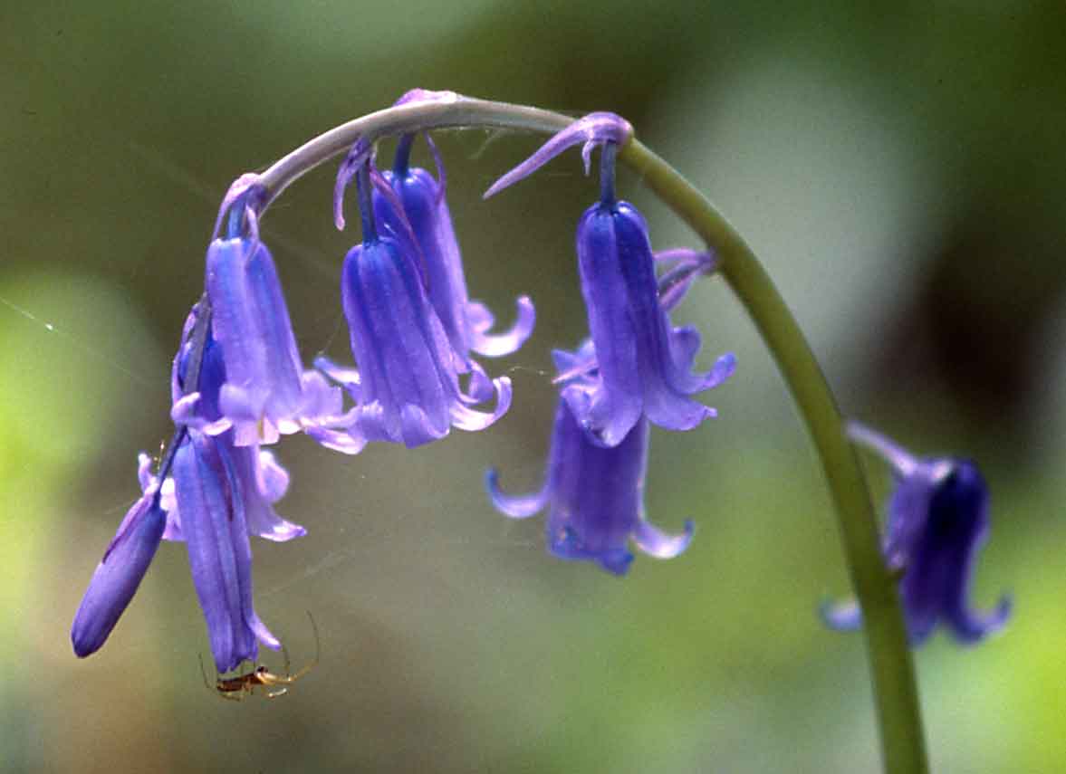 Hypnogoria FOLKLORE ON FRIDAY The Ringing of the Bluebells