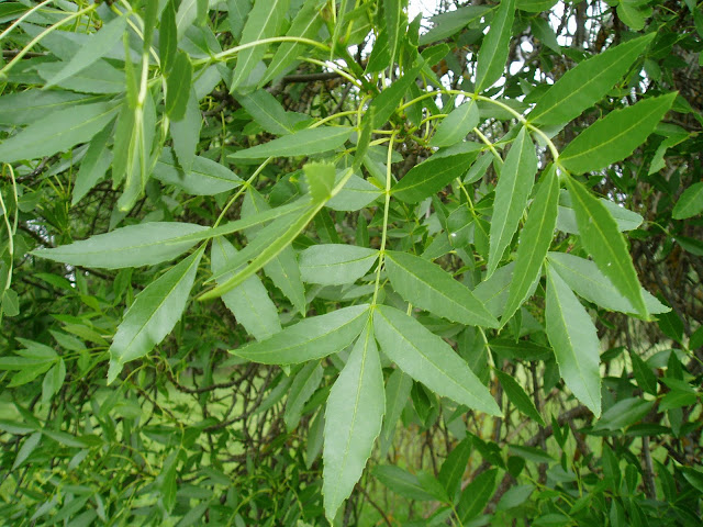 FRESNO: Fraxinus angustifolia