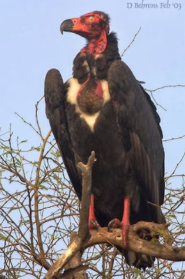 Buitre de cabeza roja Sarcogyps calvus