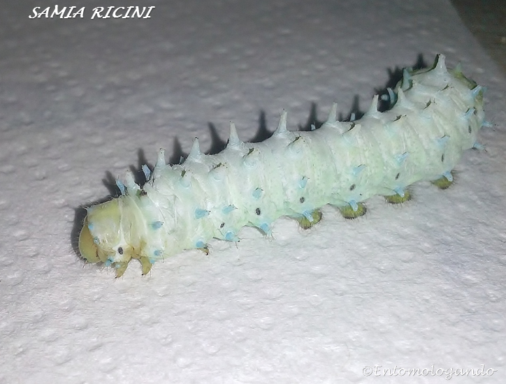 Samia Ricini Rearing Process Entomologando: Samia ricini