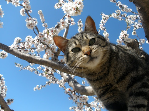 Tita nos apresenta a primavera!