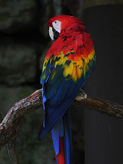 Macaw Duplicate; Mode Burn; Opacity 50%