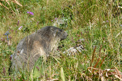 Marmota marmota