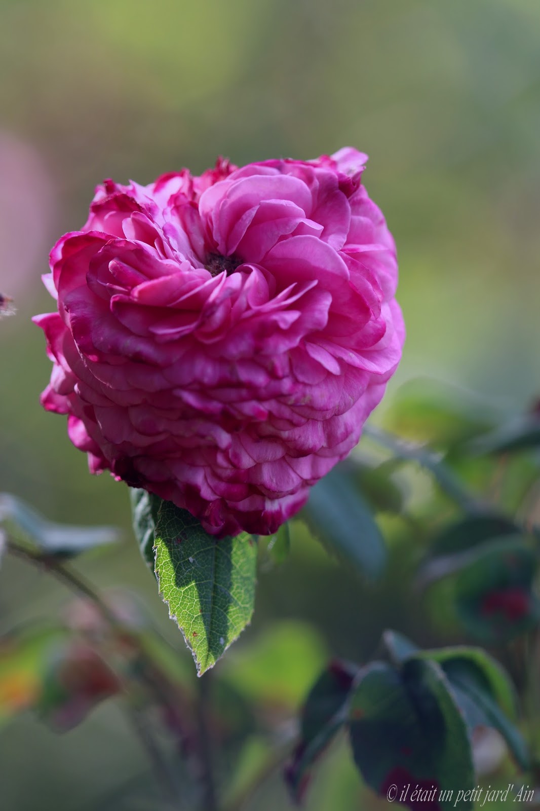 IL ETAIT UN PETIT JARD'AIN OUI MAIS CA...C 'ETAIT AVANT