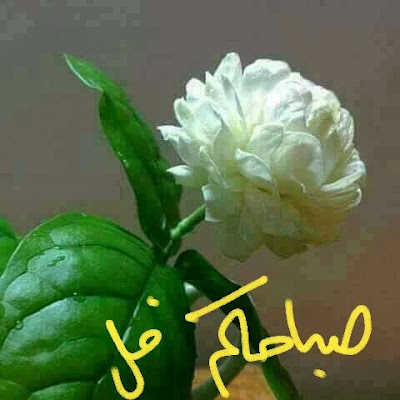 صور صباحية جديدة ورائعة