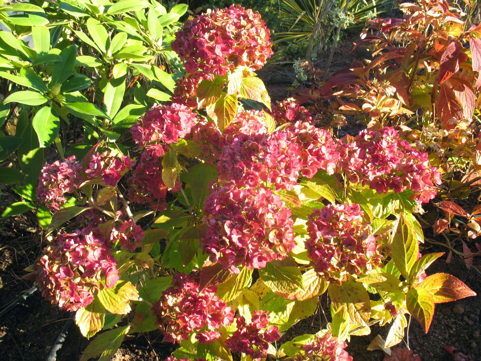 Roses Du Jardin Cheneland