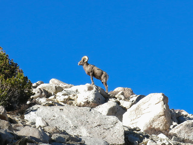 Bighorn Sheep