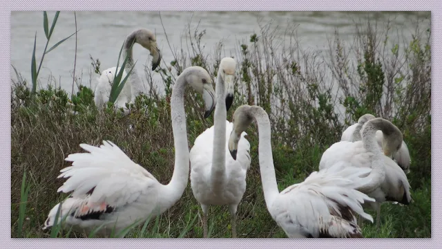 Juvenile Camargue Flamingos in France