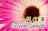Buy Flower Seeds Online 网购花种子