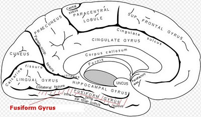 Fusiform Gyrus
