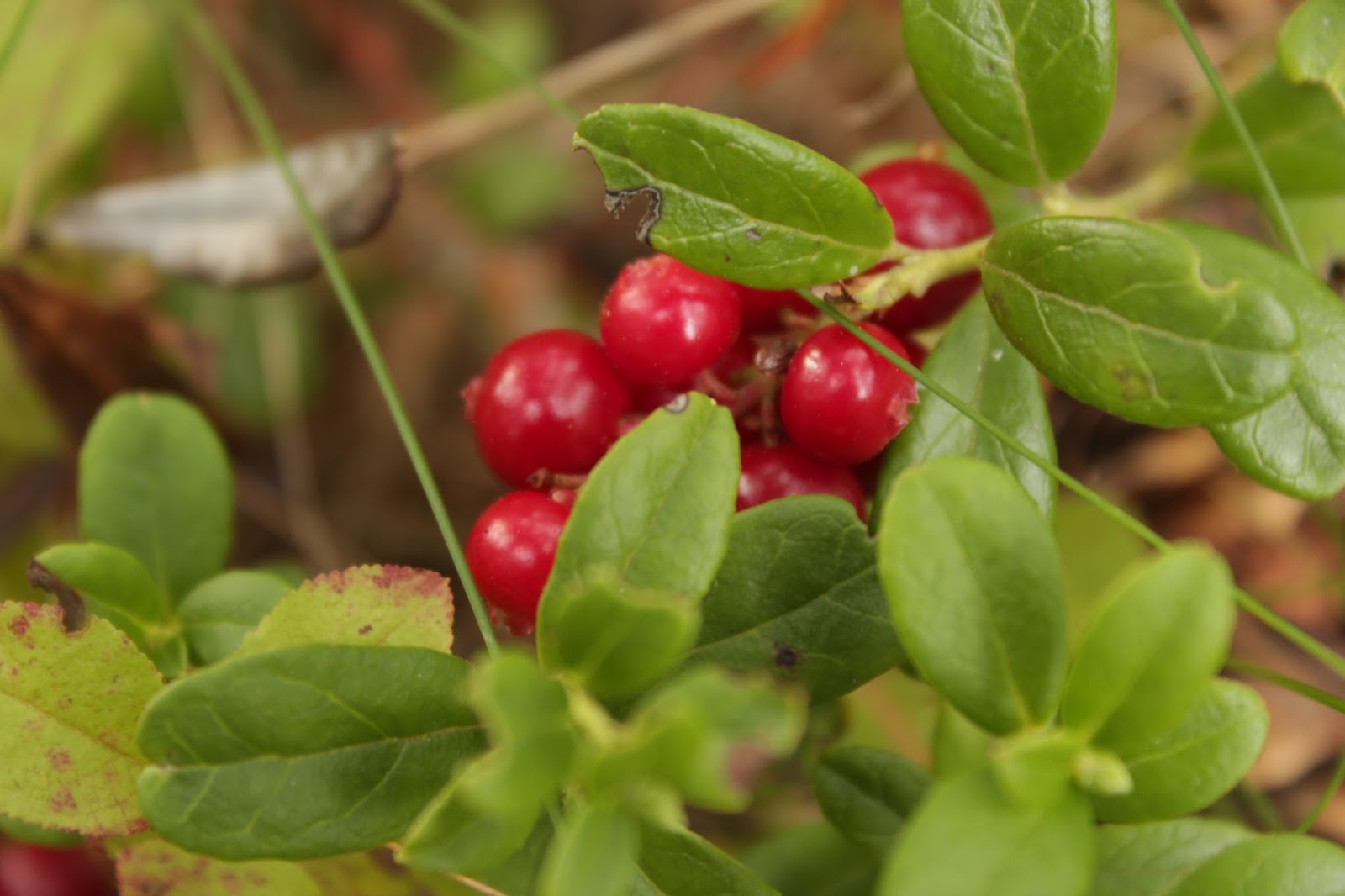 Lingonberry Vaccinium vitisidaea the berry queen