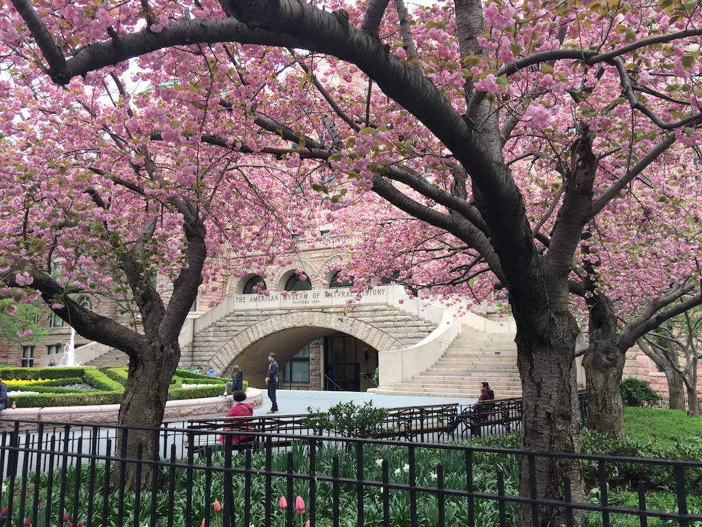 Forest Bathing in Central Park