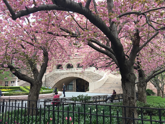 Forest Bathing in Central Park