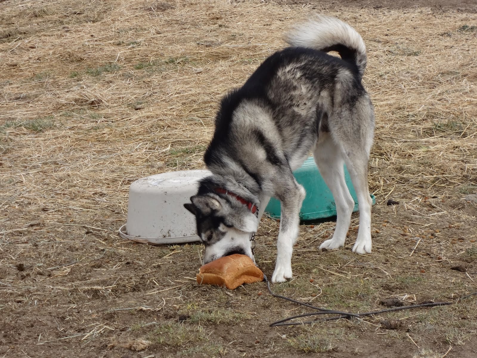 Neko eating a loaf of bread.