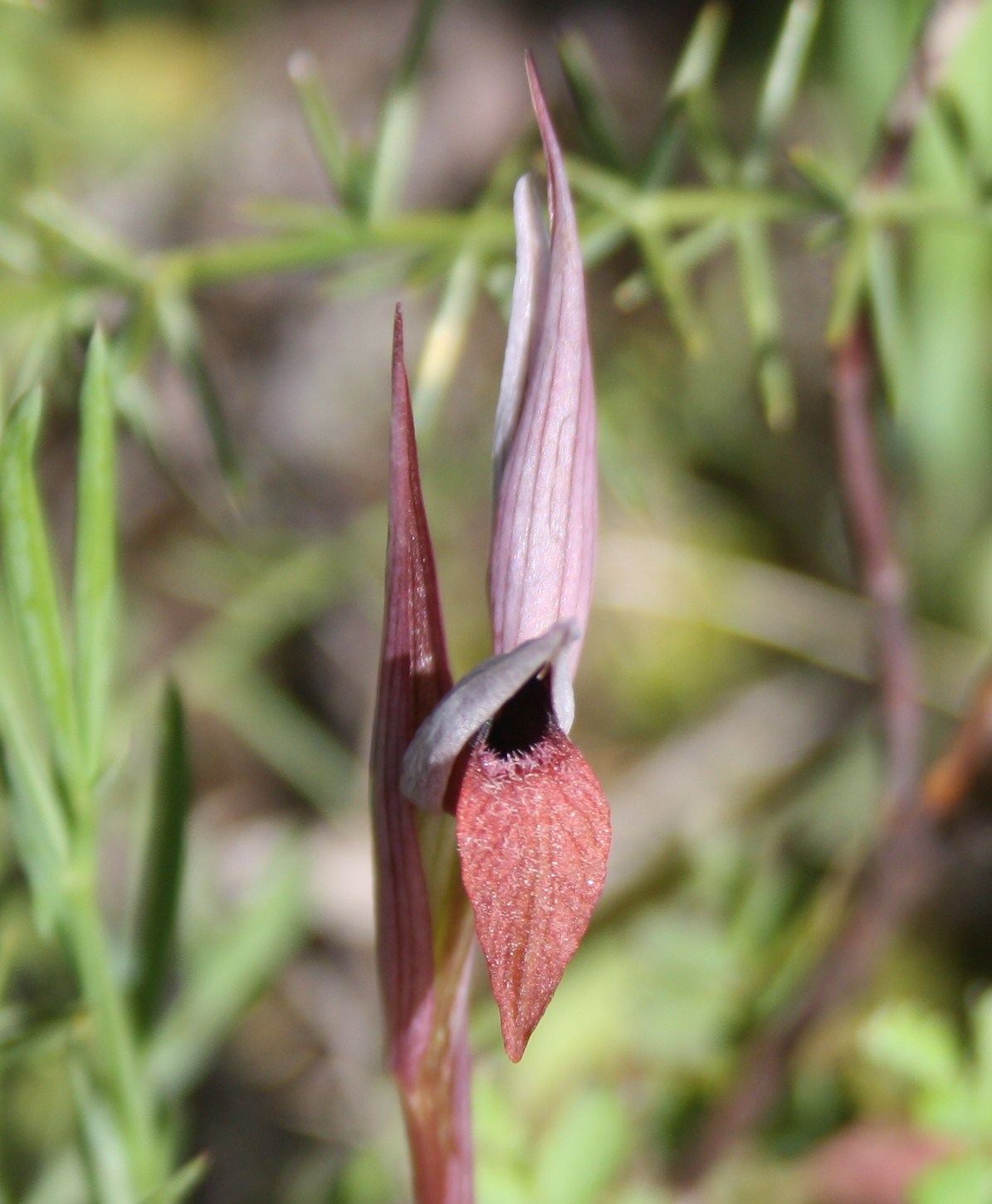 Plantas: Beleza e Diversidade: Na estação das orquídeas (11): Serapião-de- língua-pequena (Serapias parviflora)