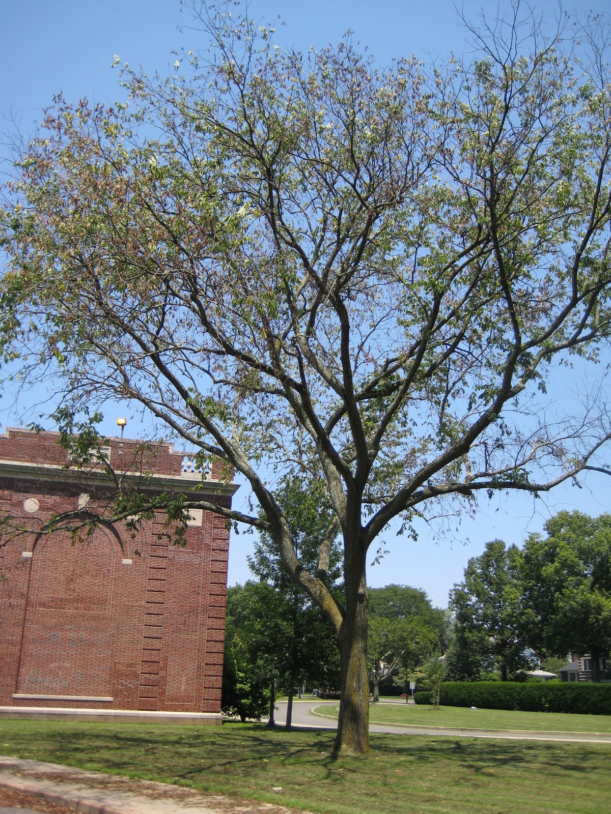 Long Island's Garden Girl The Dying Trees