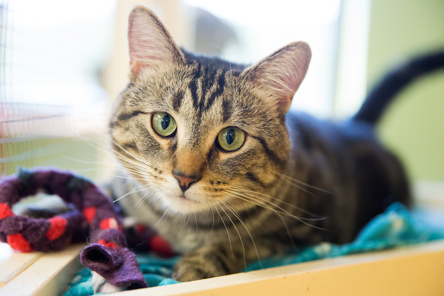 Feline Rescue Cat Tales June is AdoptaShelterCat month