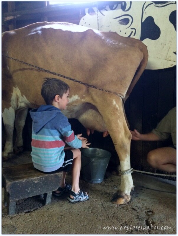milking cows at solothurn rural resort