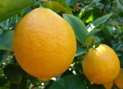 Apa Yang Perlu Anda Ketahui Tentang Pohon Lemon