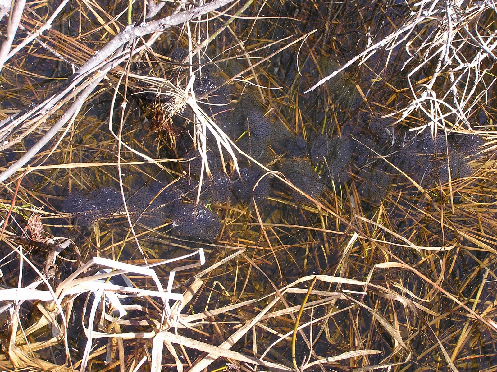 Duluth Frog Blog Developing Wood Frog Eggs