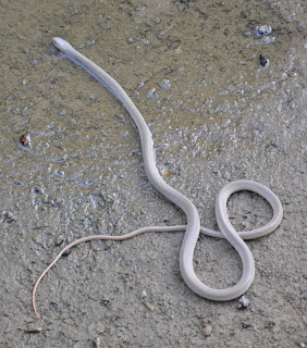 SOMEONE IN AL AIN: Wadi racer snake in Jimi oasis