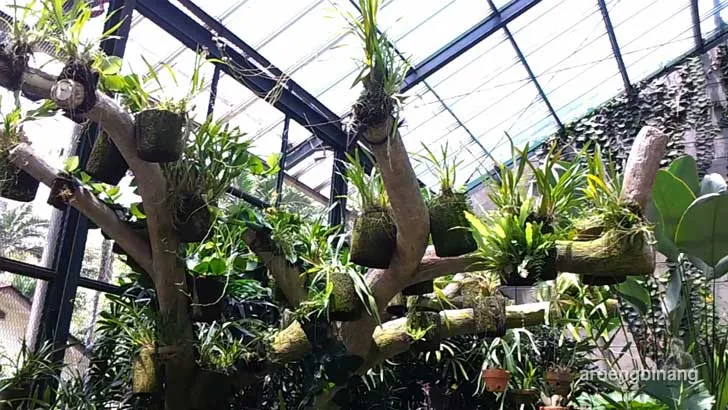 rumah anggrek kebun raya bogor