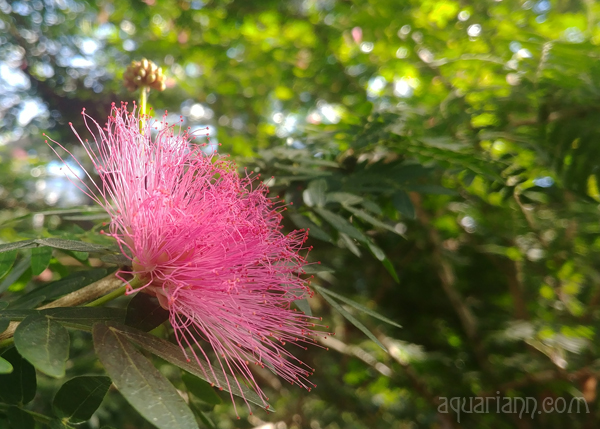 Powderpuff Flower Photo by Aquariann