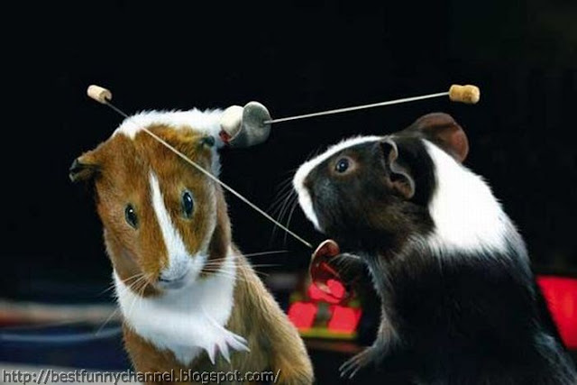 Funny Guinea pigs fencers.  