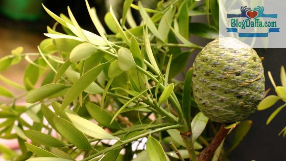 Pohon Damar Pohon damar adalah tumbuhan langka di Indonesia
