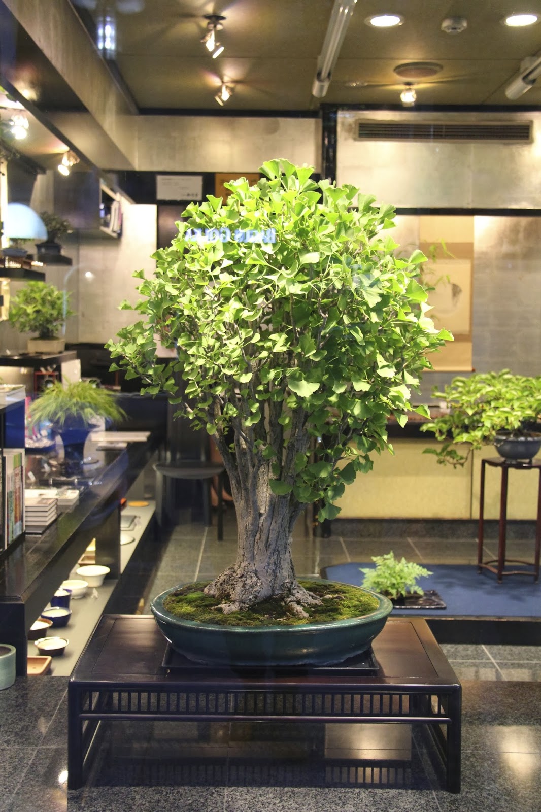 NORDIC NEBARI by Olsen GINZA BONSAI STORE TOKYO