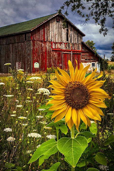 From The Heart With Gini Rifkin Why Were Barns Painted Red