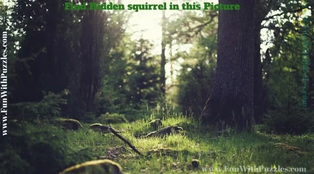 Picture Puzzle to find hidden squirrel to test your observational power