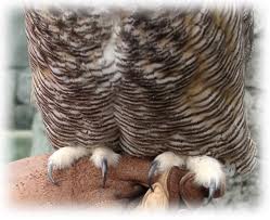 Owlove Fakta Unik Tentang Owl Burung Hantu Bentuk Kaki Info