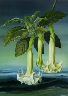 Paul Jones 1921-1997 ~ Australian painter | Flowers of May Paul Jones 1921-1997 ~ Australian painter | Flowers of May