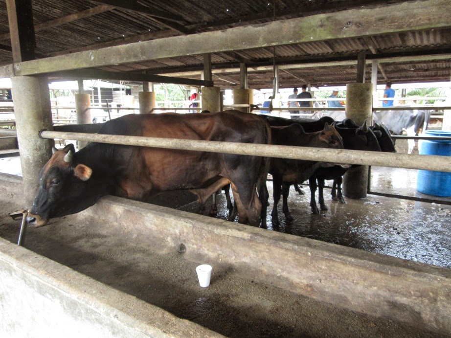 antara sejarah dan nostalgia Tulisan Jawi