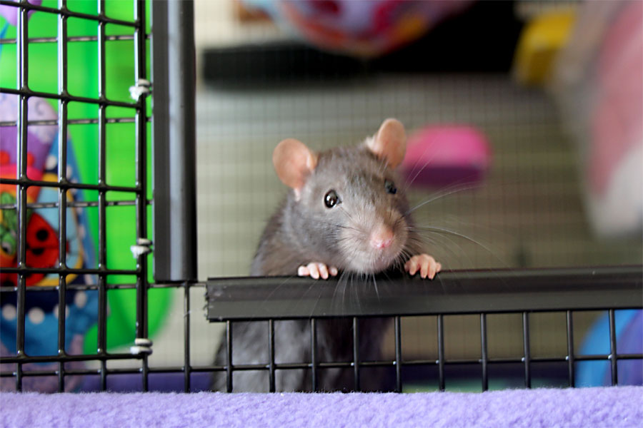 Ratropolis Using the Martin's Rat Play Pen with Pan as a Quarantine Cage