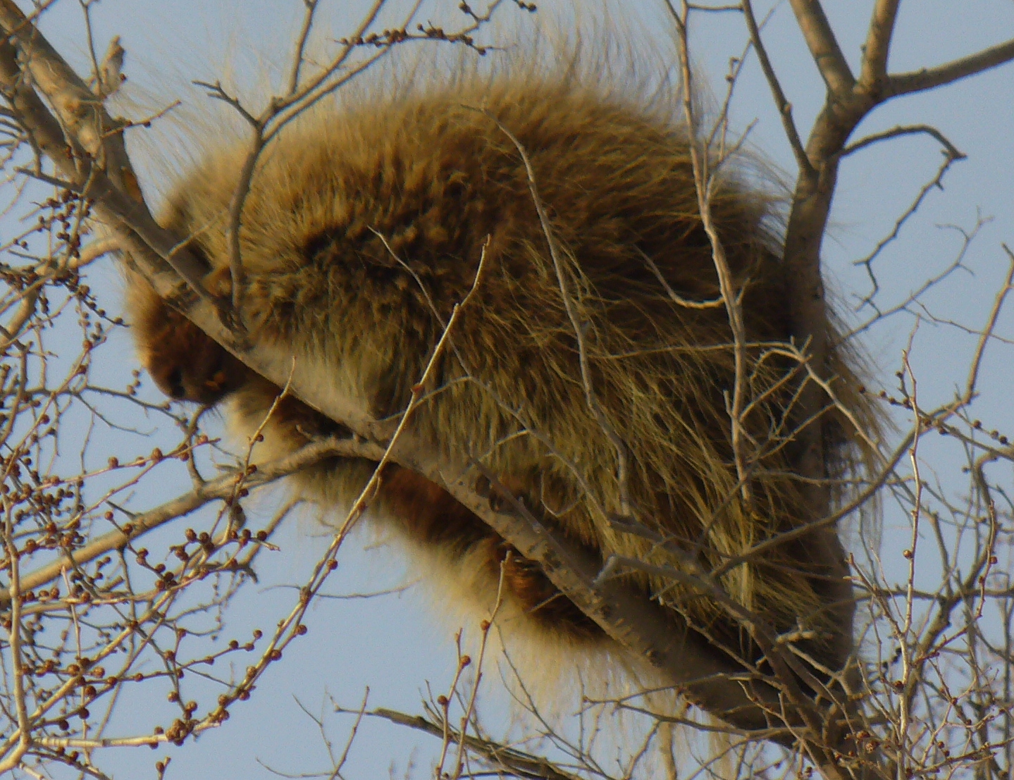 Anita Mae Draper Porcupine Damage