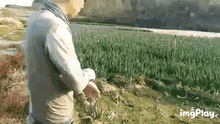 IMG_xicup6.gif