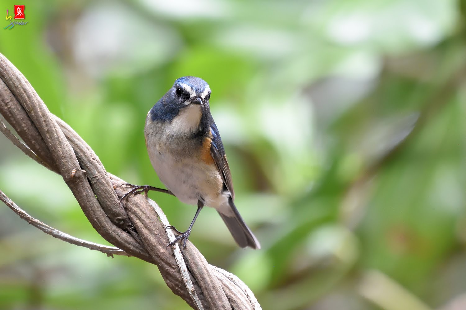 Red-flanked Bluetail - Shanghai Birding 上海观鸟
