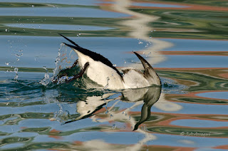 Alca común, Alca torda, Razorbill