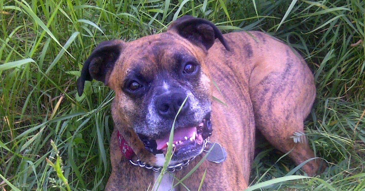 Ottawa Valley Dog Whisperer Omega3, Omega6 Fatty Acids for Dogs