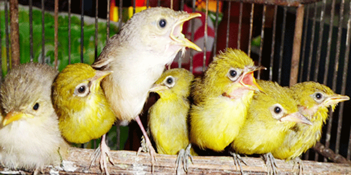 Update Harga Burung Pleci 2016