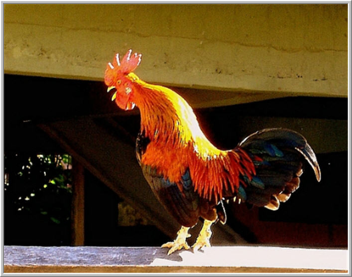 le coq chante