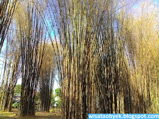 Hutan Bambu Surabaya taman bambu keputih surabaya