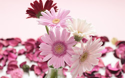 gerbera flowers wallpapers desktop backgrounds keywords