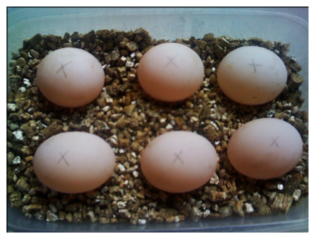 Urban Tortoise Tortoise Season