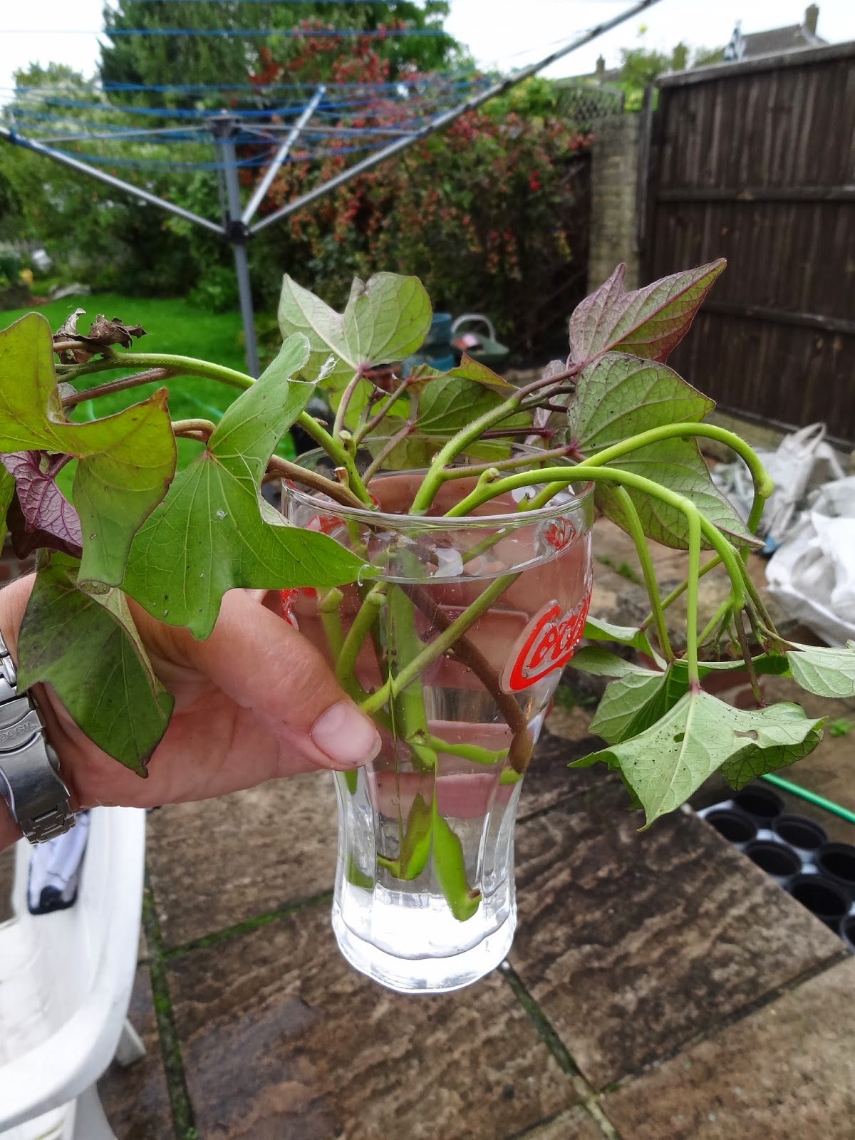 Down on the Allotment Sweet Potato Propagation