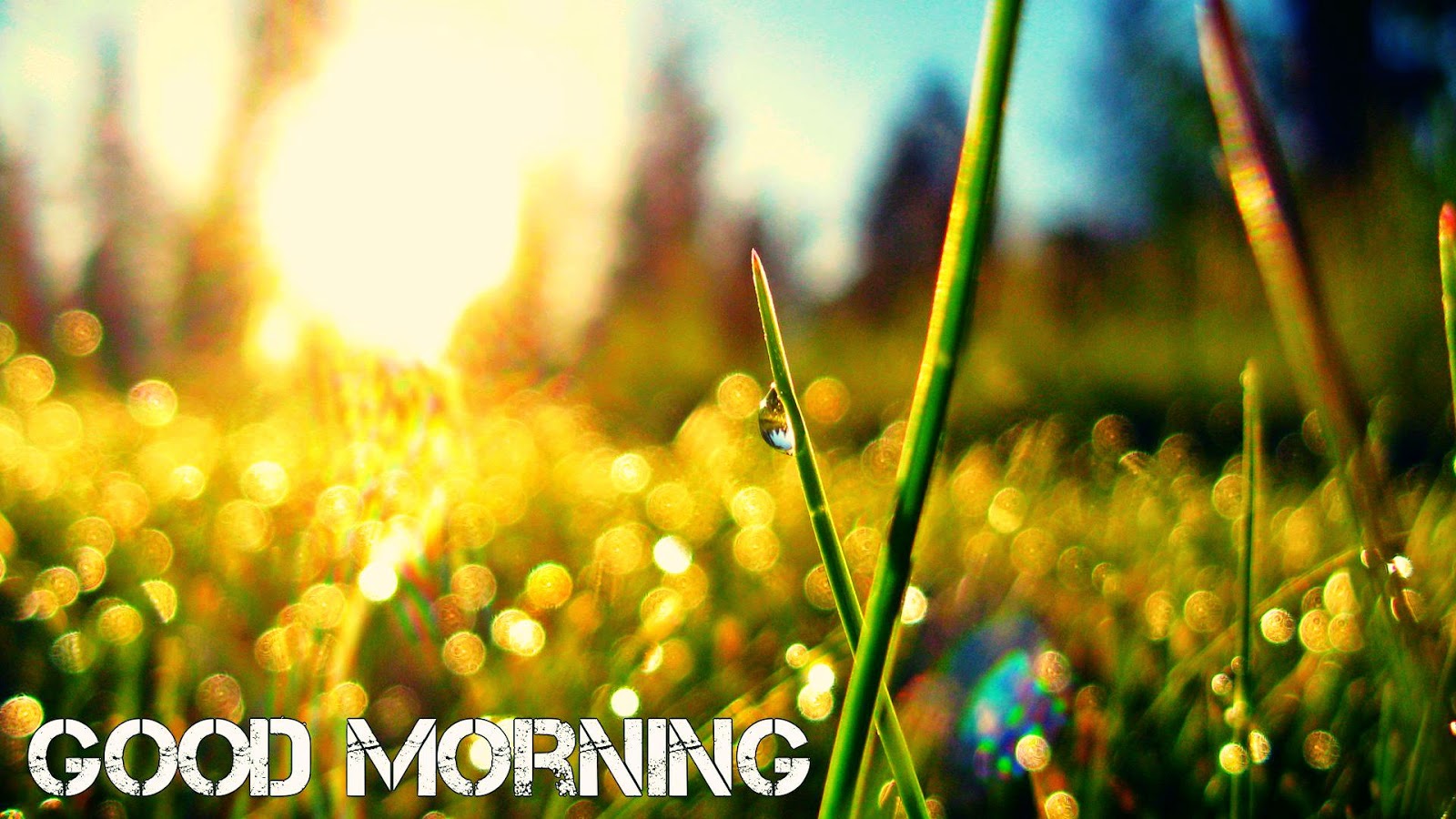 hd-wallpapers-of-morning-Wishes hd-wallpapers-of-morning-Wishes