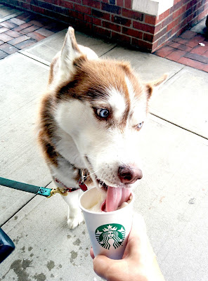 My dog loves Starbucks Puppaccinos!